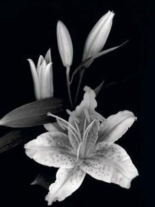 lillies black and white