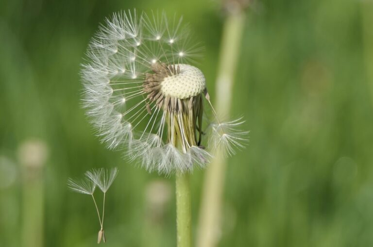 How the World of Bio Cremation Works St. Charles, MO