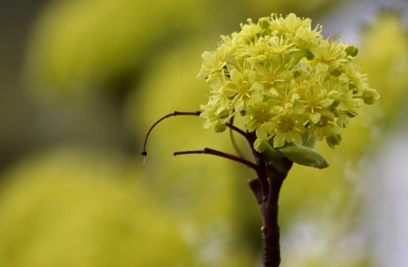 cremation service in St. Charles, MO