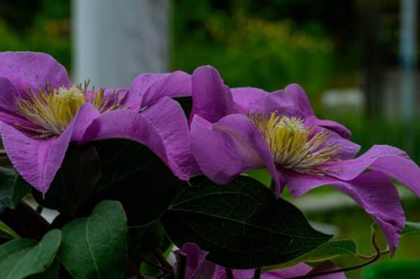 cremation service Ballwin, MO
