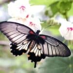 cremation service Ballwin, MO