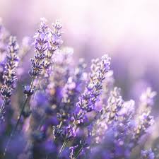Purple flowers