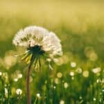 cremation service in Ballwin, MO