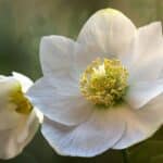 cremation service in St. Louis, MO