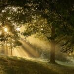 Family planning an eco-friendly cremation service in Ballwin, MO with peaceful outdoor remembrance