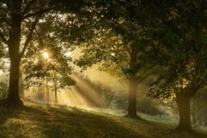 Family planning an eco-friendly cremation service in Ballwin, MO with peaceful outdoor remembrance