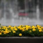 cremation service St. Louis, MO