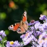 Bright purple blossoms with green background and butterfly, cremation service Ballwin, MO