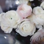White ranunculus blooms, honoring loved ones through direct cremation service in St. Louis, MO