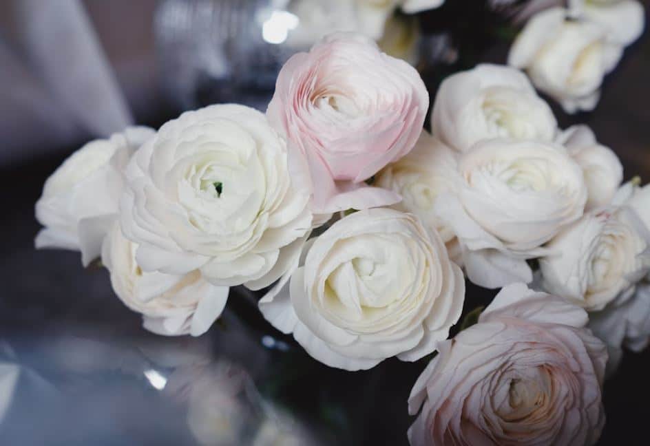 White ranunculus blooms, honoring loved ones through direct cremation service in St. Louis, MO