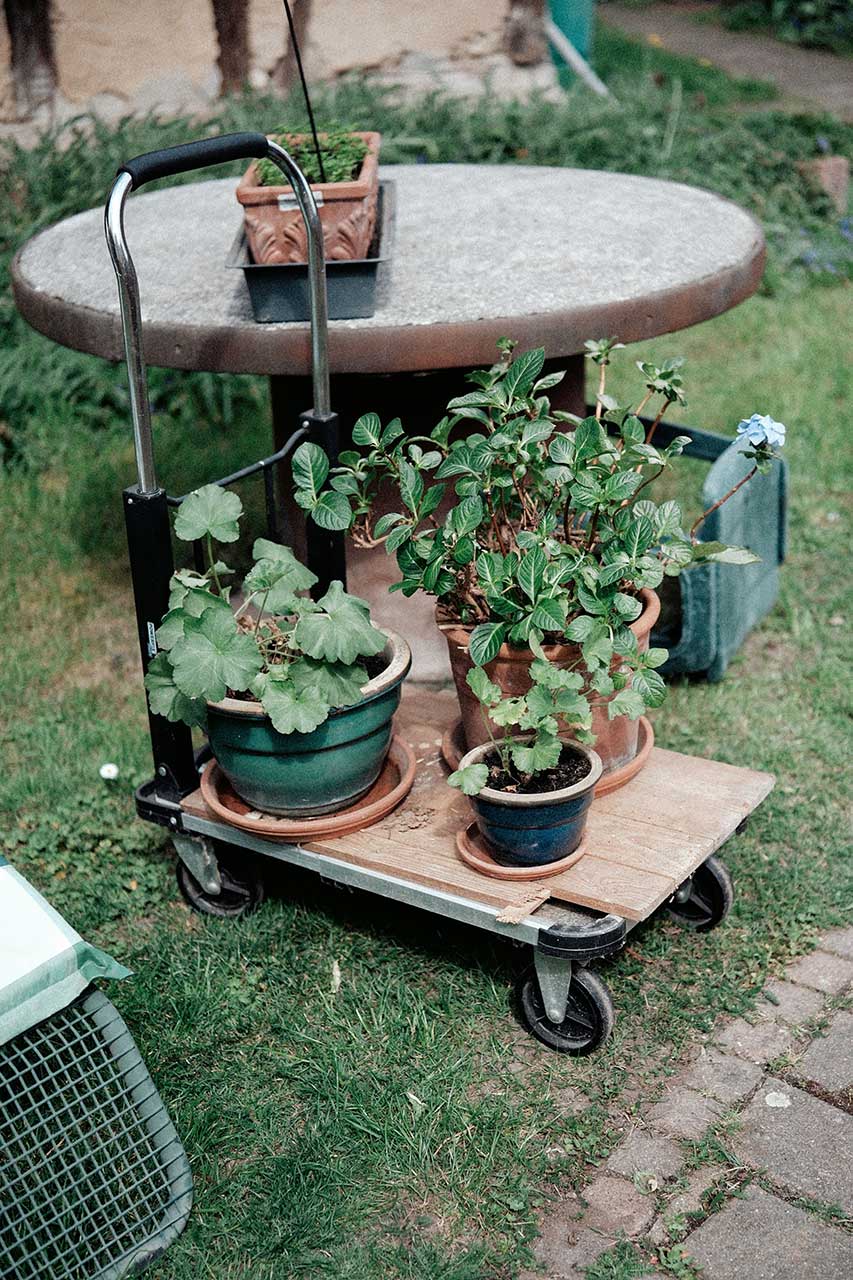 Potted Garden Plants On A Rolling Cart Beside An Outdoor Patio Table In A Backyard Garden Setting