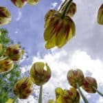 Yellow tulips with red stripes against a bright sky for cremation service St. Louis, MO