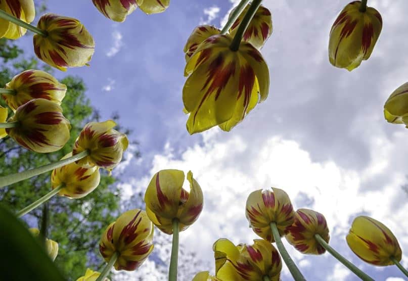 Yellow tulips with red stripes against a bright sky for cremation service St. Louis, MO