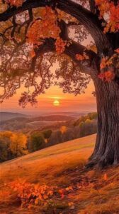 sunset tree sunset tree