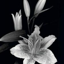 lillies black and white