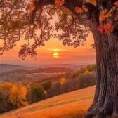 sunset tree